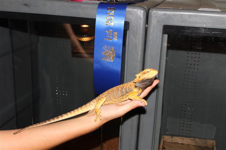 dragon 1st
